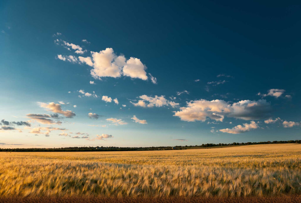 Organic Food for Highly Active People